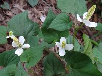 ドクダミの写真