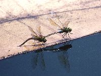 ギンヤンマの写真