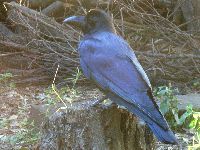 ハシブトガラスの写真