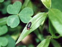 ヘイケボタルの写真