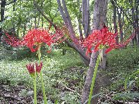 ヒガンバナの写真