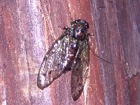 ヒグラシの写真