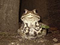 ヒキガエルの写真