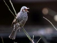 ヒヨドリの写真