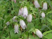 ホタルブクロの写真