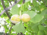 イチョウの写真