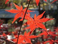 イロハモミジの写真
