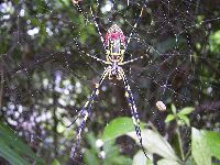ジョロウグモの写真