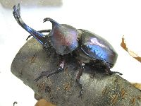 カブトムシの写真