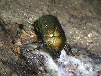 カナブンの写真