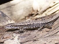 カナヘビの写真