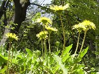 カントウタンポポの写真