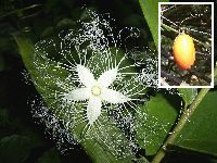 カラスウリの写真