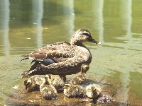 カルガモの写真