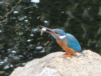 カワセミの写真