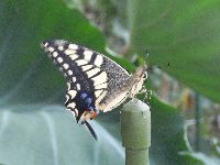 キアゲハの写真