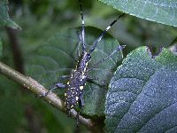 キボシカミキリ