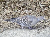 キジバトの写真