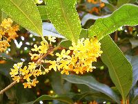 キンモクセイの写真