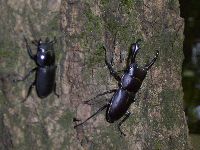 コクワガタの写真