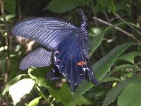 クロアゲハの写真