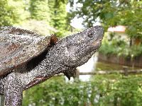 クサガメの写真