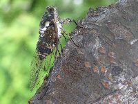 ミンミンゼミの写真