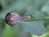 ミスジマイマイの写真