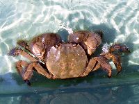 モクズガニの写真