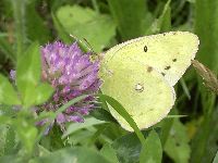 モンキチョウの写真