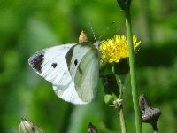 モンシロチョウの写真