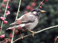 ムクドリの写真