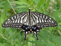 ナミアゲハの写真