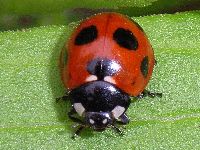 ナナホシテントウの写真