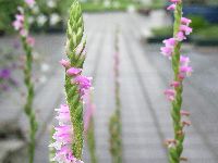 ネジバナの写真