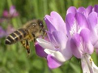 ミツバチ類の写真