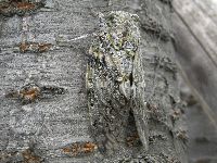 ニイニイゼミの写真