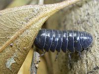 オカダンゴムシの写真