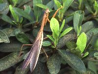 オオカマキリの写真
