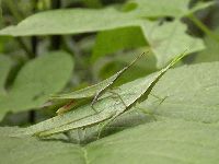 オンブバッタの写真