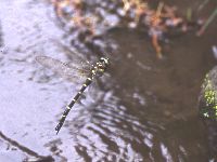 オニヤンマの写真