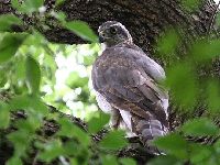 オオタカの写真