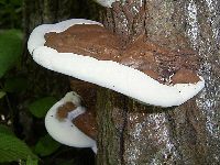 コフキサルノコシカケの写真