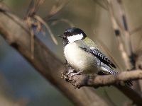 シジュウカラの写真