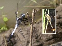 シオカラトンボの写真