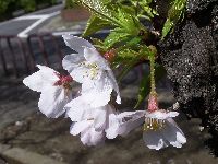 ソメイヨシノの写真