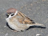 スズメの写真