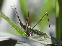 ショウリョウバッタの写真