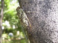 ツクツクボウシの写真