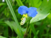 ツユクサの写真